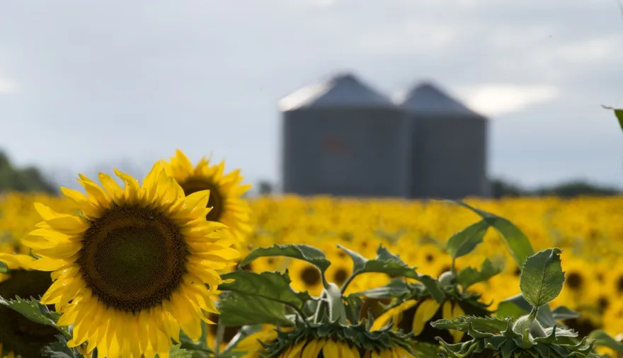 Campaña histórica: el girasol logró su mejor cosecha en casi 25 años