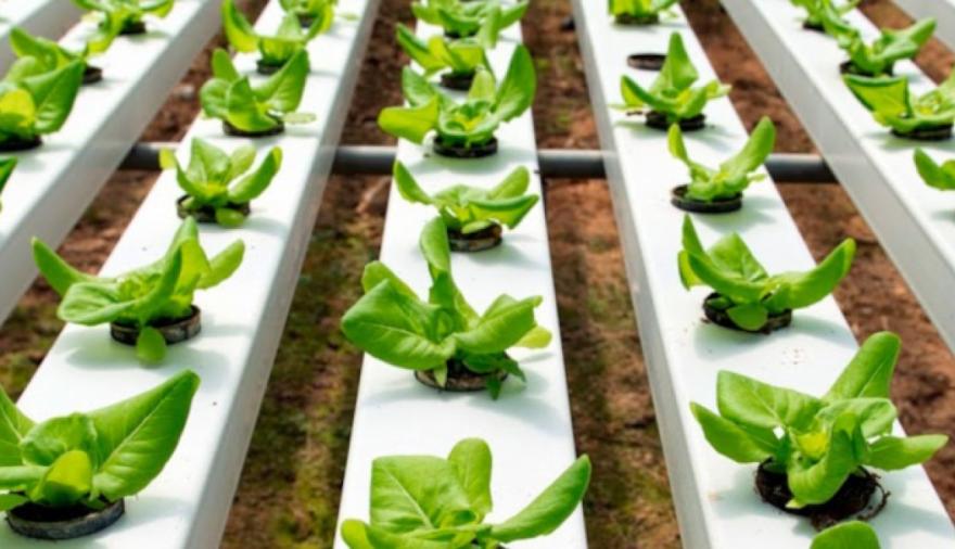Córdoba: presentan soluciones sostenibles en el 2° Congreso de Hidroponía