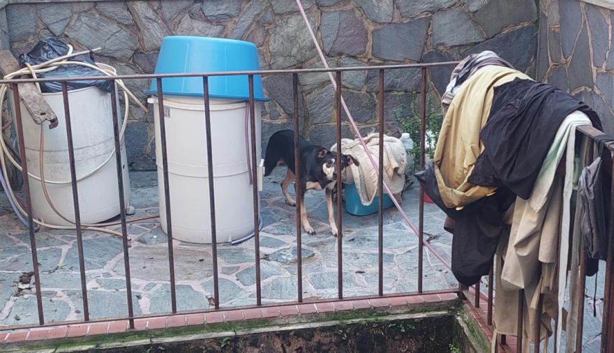 Tras la denuncia de vecinos, rescatan a perros que eran maltratados en Boedo