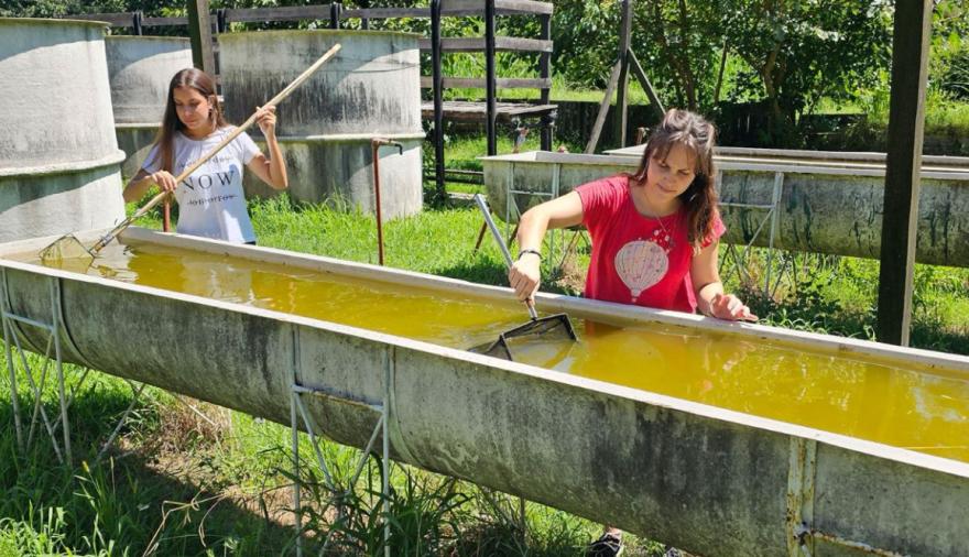 Entregan peces nativos que eliminan larvas del dengue en piletas y estanques