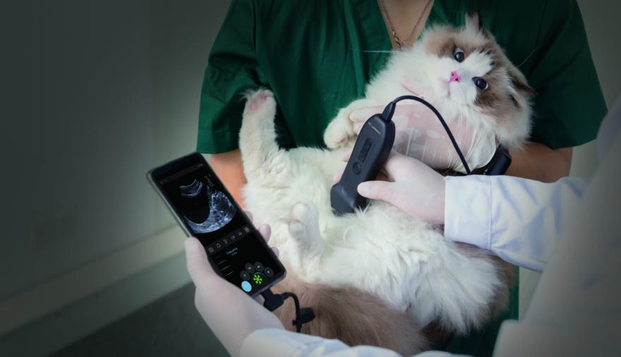 El auge de la industria "pet tech": el negocio global de las mascotas factura U$S 128.000 millones