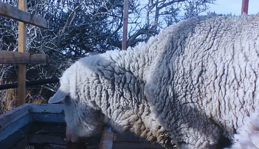 Bebedero térmico para ovinos: la solución del INTA al agua congelada en la Patagonia