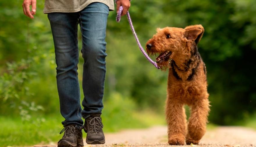 Cañitas: buscan identificar al responsable del envenenamiento  de mascotas