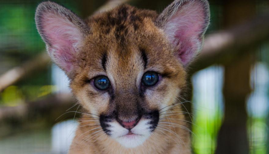 Córdoba: joven condenado por matar a un puma deberá capacitarse en fauna