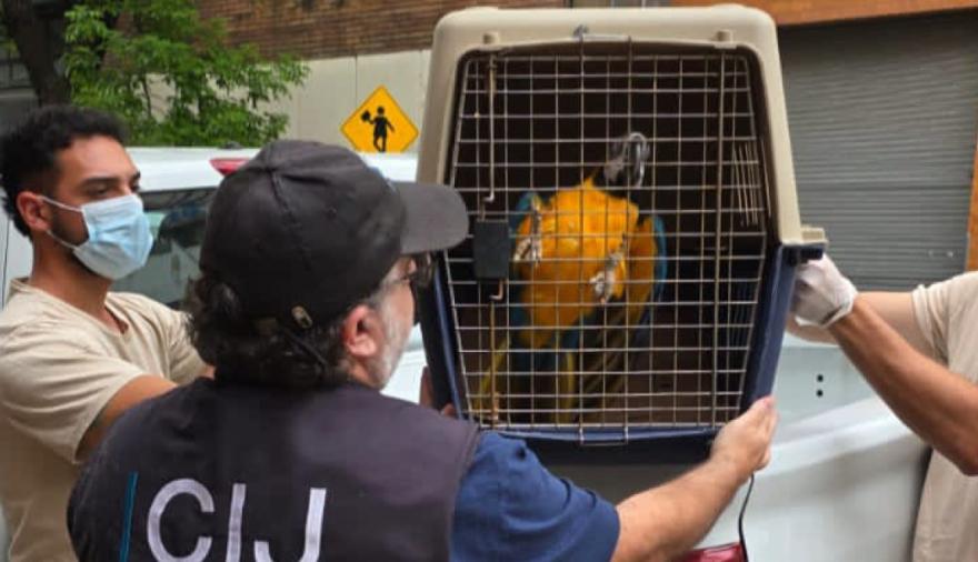 Descubren veterinaria ilegal en Almagro con guacamayos y un tucán