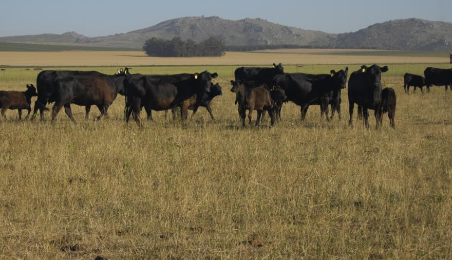 La ganadería argentina, ante el desafío de producir más carne sin aumentar el rodeo