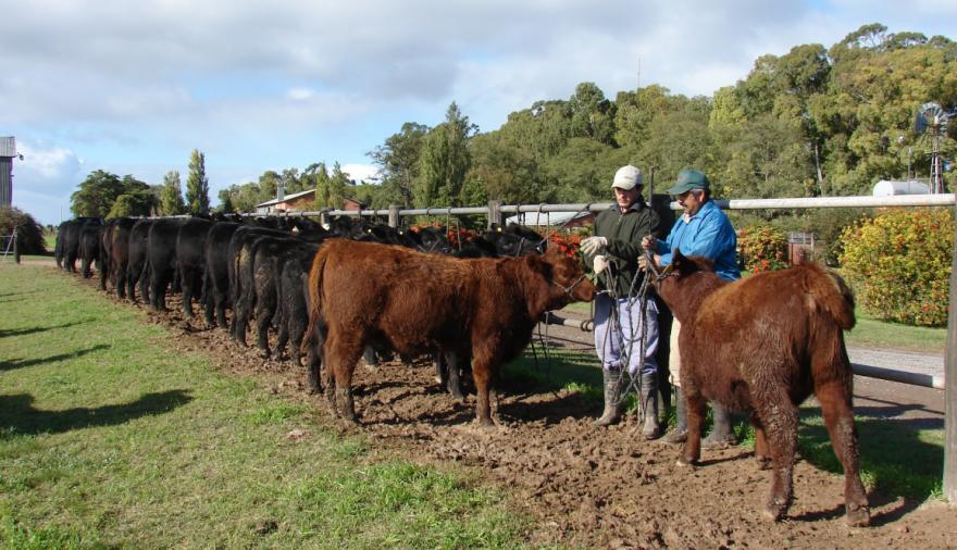 Cuánto gastarán los productores ganaderos en 2025, según la Bolsa de Comercio de Rosario