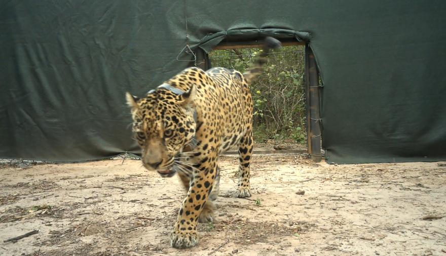 El Impenetrable: se busca a la yaguareté Acaí, ofrecen recompensa de $250 millones