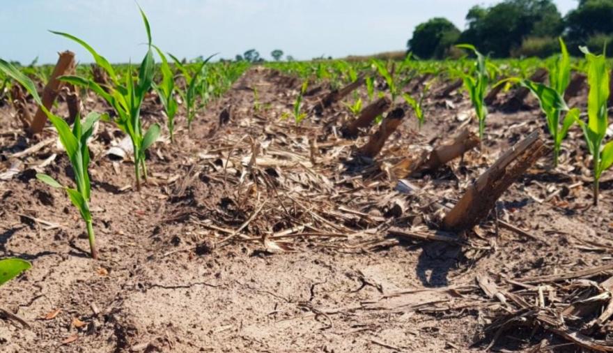 La seca amenaza a los cultivos de soja y maíz en la región Núcleo