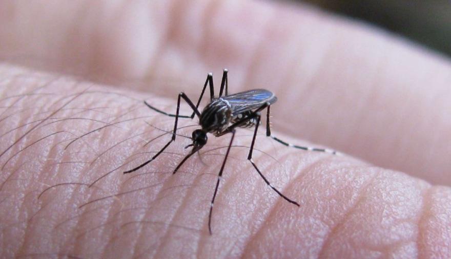 Dengue en Argentina: por qué hay mosquitos pero pocos casos confirmados
