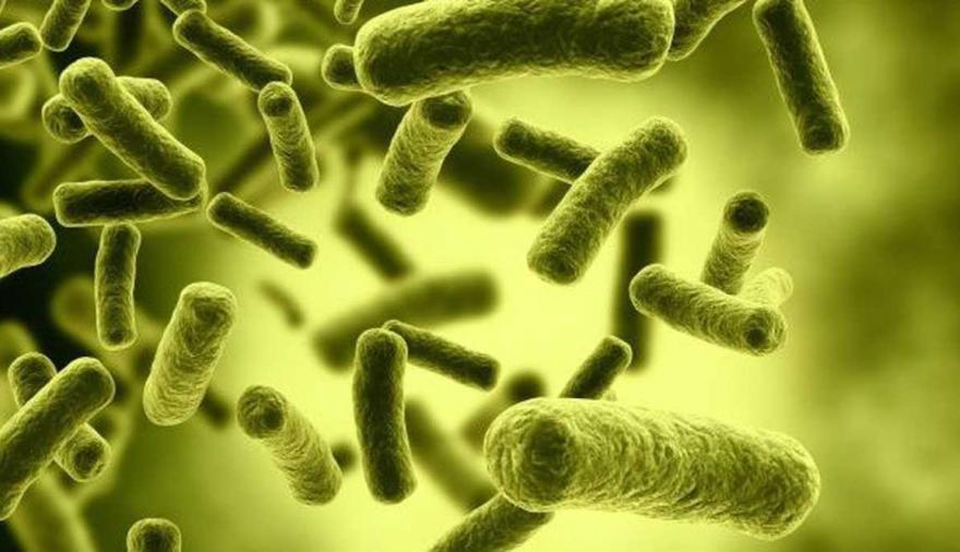 Investigadores del CONICET identifican “sensores” clave de Brucella y abren una vía para nuevos tratamientos