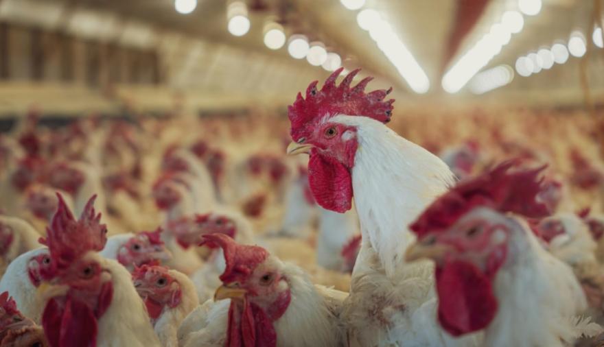 Por un positivo de influenza en la provincia de Buenos Aires, se suspenderán las exportaciones de carne aviar