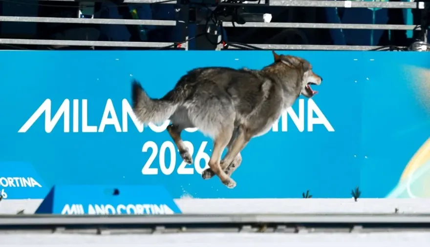 No era un Therian: perro lobo cruzó la meta de los Juegos Olímpicos de Invierno