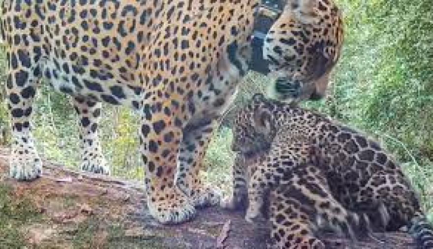Misiones: investigan la desaparición de dos cachorros de yaguareté tras un polémico traslado
