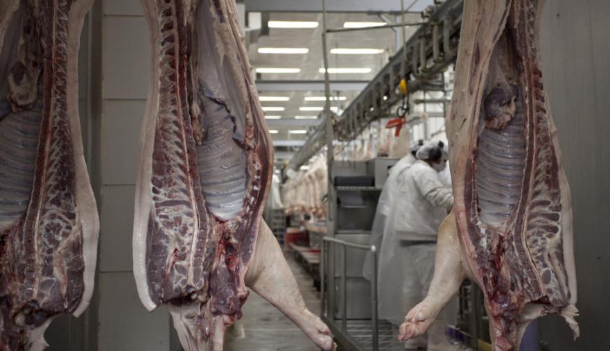 Exportaciones porcinas: cuáles son las razones que frenan su despegue definitivo