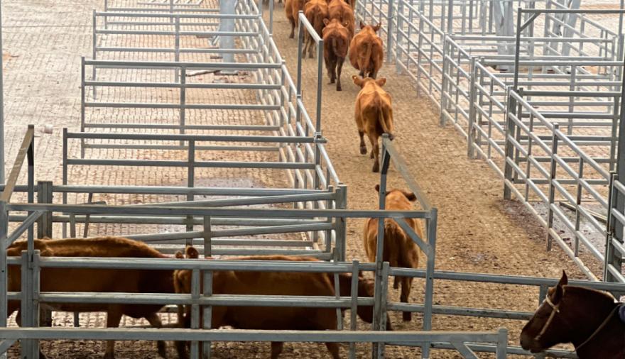Cómo impactará en el bolsillo las fuertes subas de la hacienda vacuna en Cañuelas