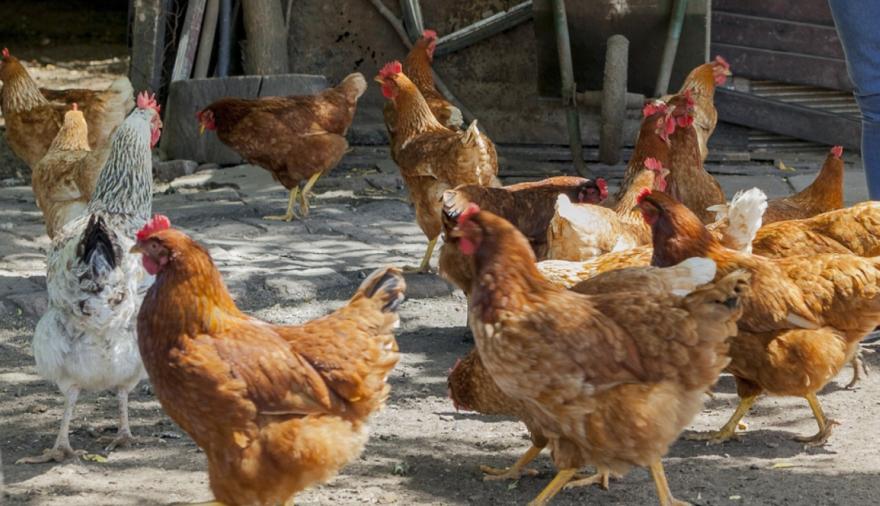 Gripe aviar: detectaron un segundo caso positivo en la ciudad de Lobos