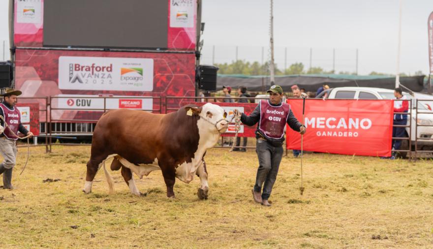 En San Nicolás, la raza ganadera Braford presentará la segunda edición de su expo