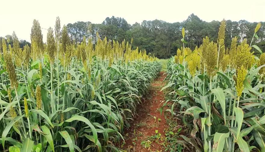 Cuál es el cultivo que permite incrementar la producción de carne en Misiones