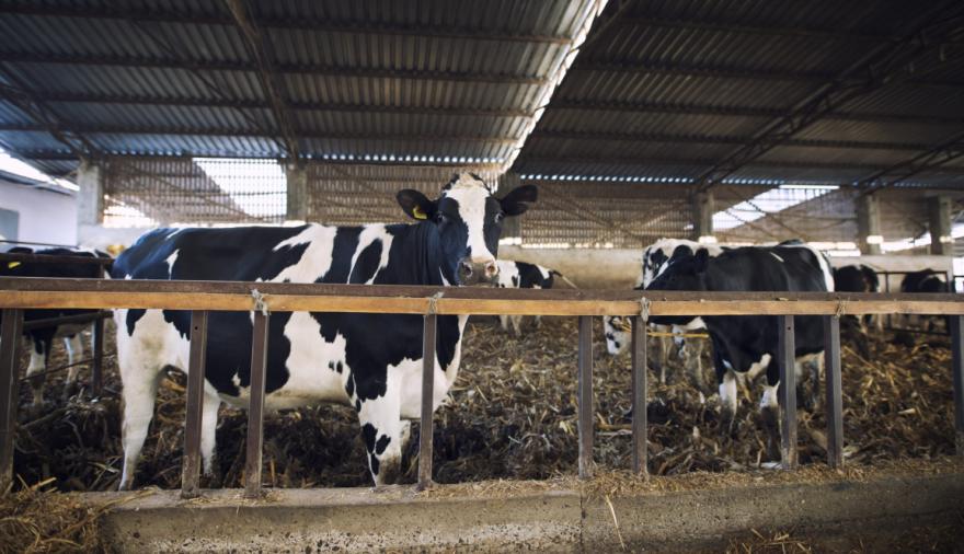 23 de febrero: Día del Tambero, el trabajo que sostiene la mesa de los argentinos