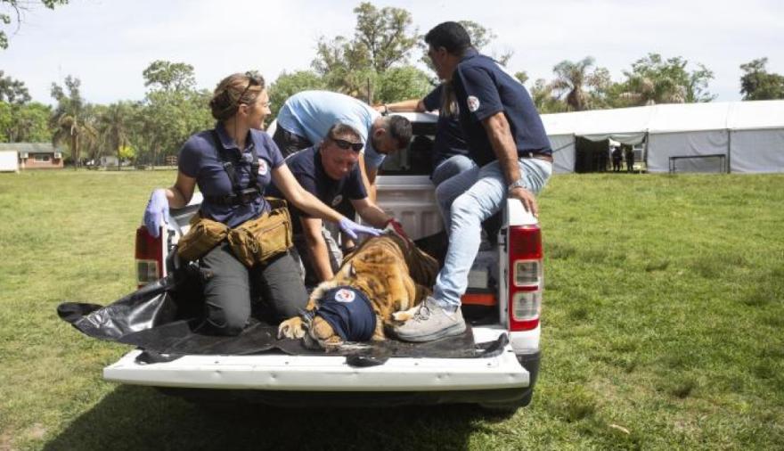 Los osos y la tigresa del ex zoo de luján ya están en Europa