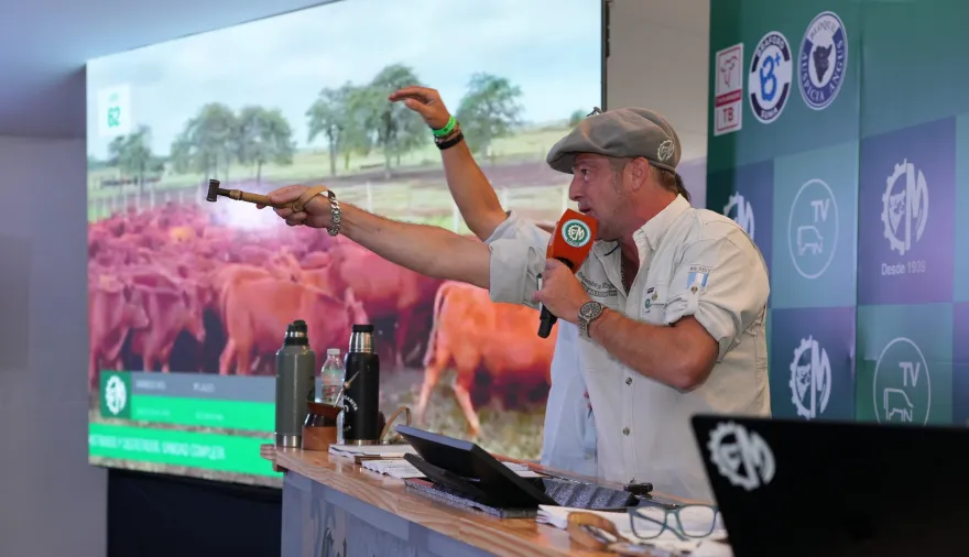 Expoagro tuvo su primer gran remate televisado y movió más de 38 mil cabezas