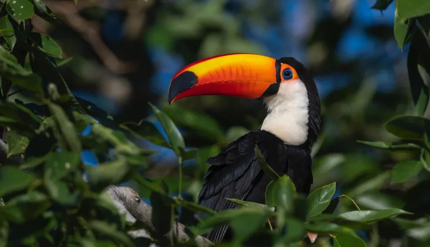 Brasil ante la ONU y la COP15: la tensión que puede cambiar su liderazgo