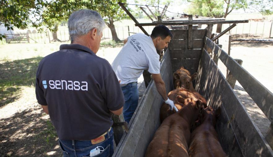 Vacunación contra la aftosa: CRA rechazó la nueva decisión de SENASA