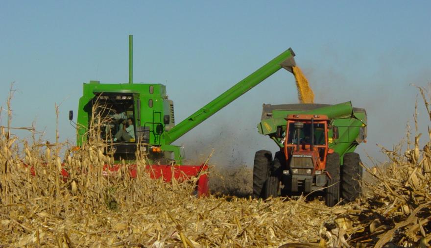 Recalculando: la BCR anticipó un nuevo récord para la cosecha de maíz