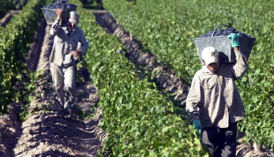 Bodegas y viñedos: cómo fue el acuerdo salarial que cerró FOEVA