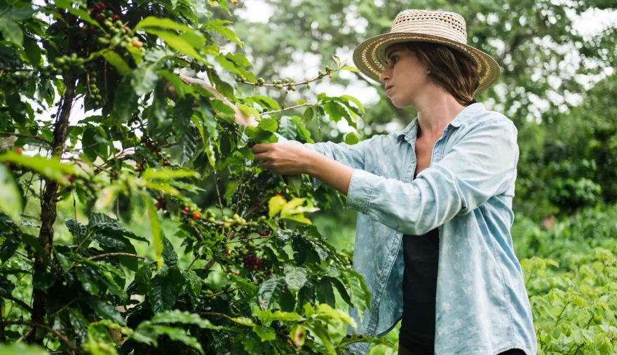 Tu café de todos los días podría costar más por el golpe al cultivo en Latinoamérica