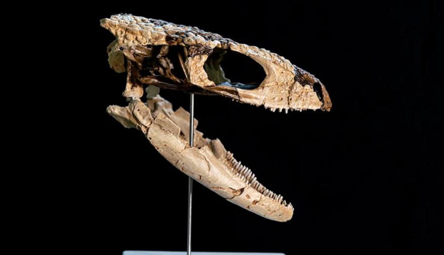 Hallazgo histórico en la Patagonia: descubren un reptil de 70 millones de años