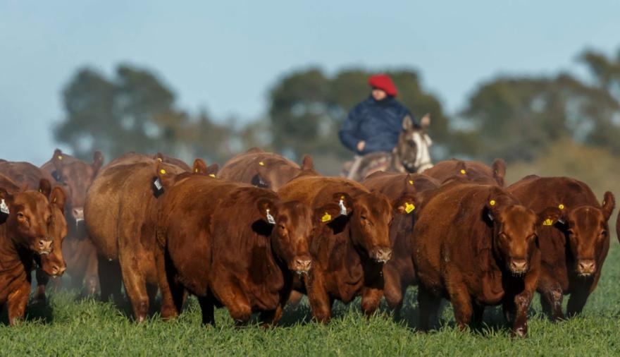 Ganadería argentina: menos animales y un dato que ya presiona a la carne