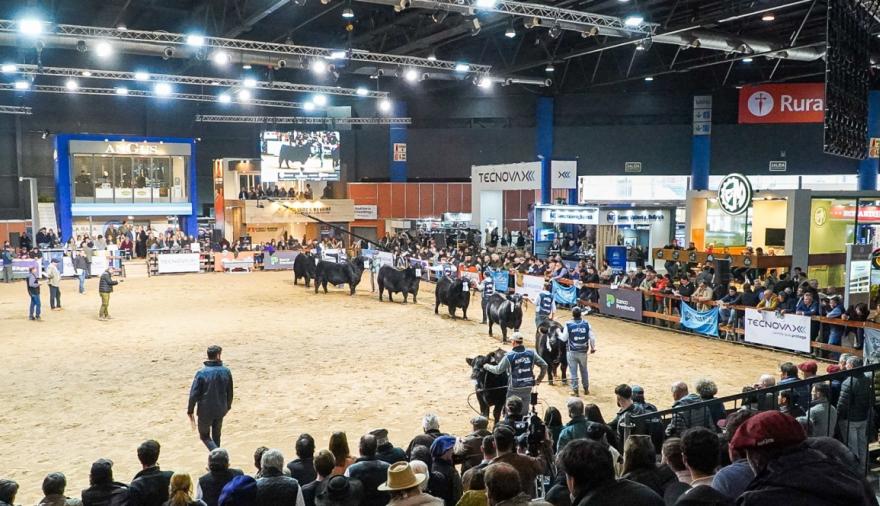 La Asociación Argentina de Angus presentó la Expo de Otoño 2026 en La Rural
