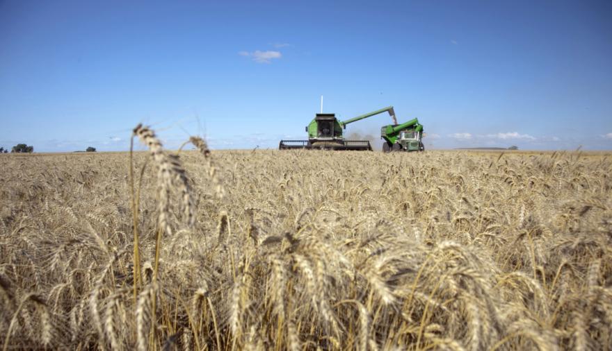 Según la BCR, el trigo 2026/27 enfrenta un salto de costos por urea y gasoil