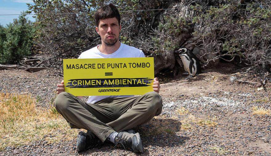 Caso Punta Tombo: el Tribunal define la condena por la matanza de pingüinos