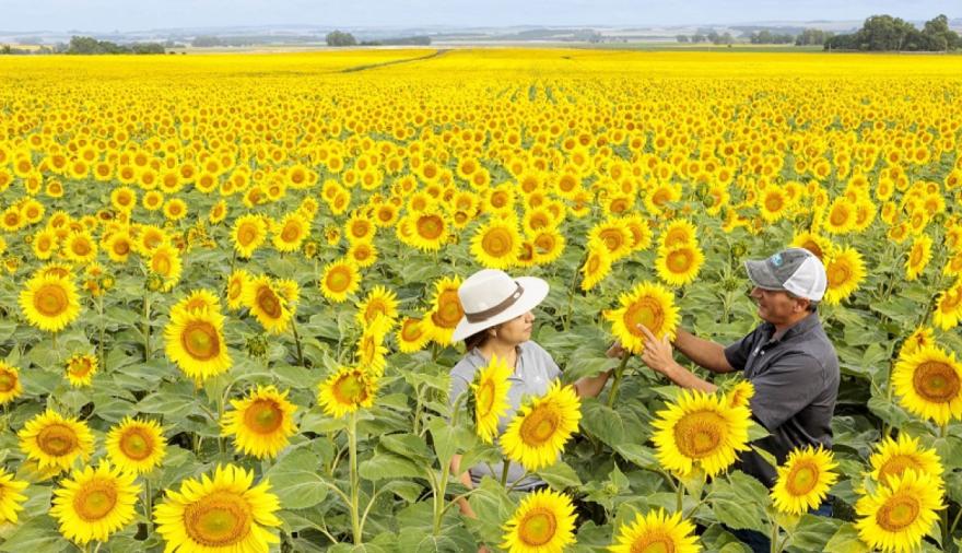 La BCBA estimó que el girasol generará USD 3.304 millones en 2026