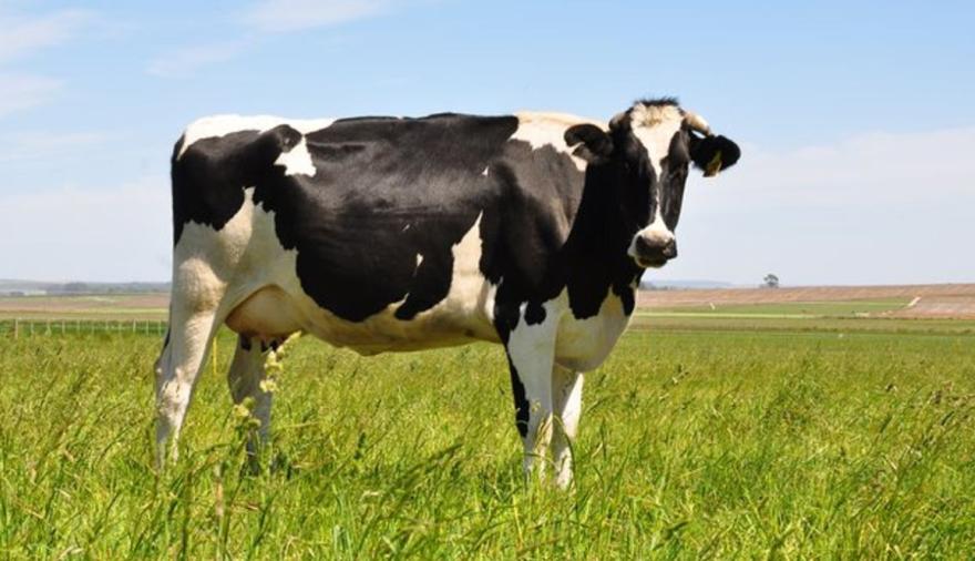 Holando Argentino, remate y negocios: Agroactiva estrena un sector pensado para el tambo