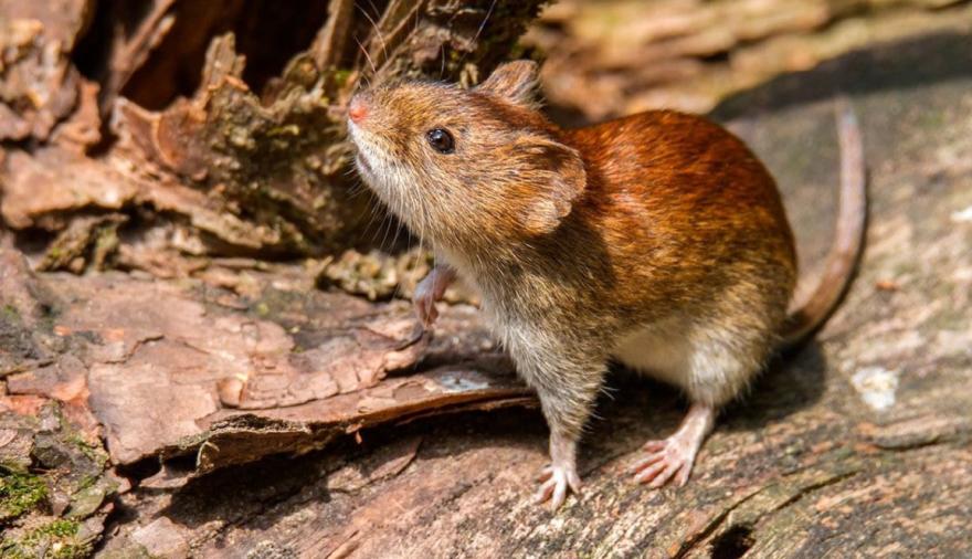Confirman tres nuevos casos de Hantavirus y los contagios ya suman 105