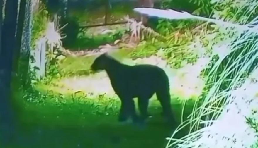 Alerta en Escobar: buscan a un puma suelto en el barrio El Cazador