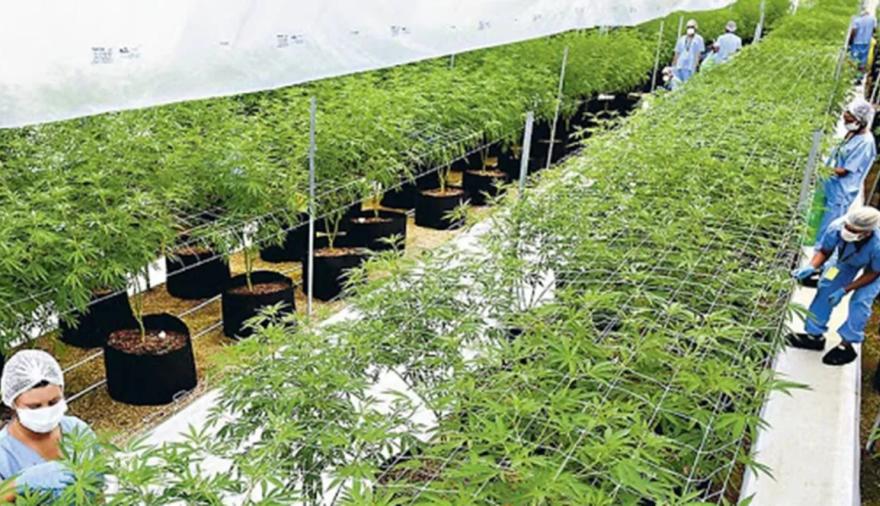 Cannabis y cáñamo en Mendoza: el trámite clave para avanzar con proyectos legales
