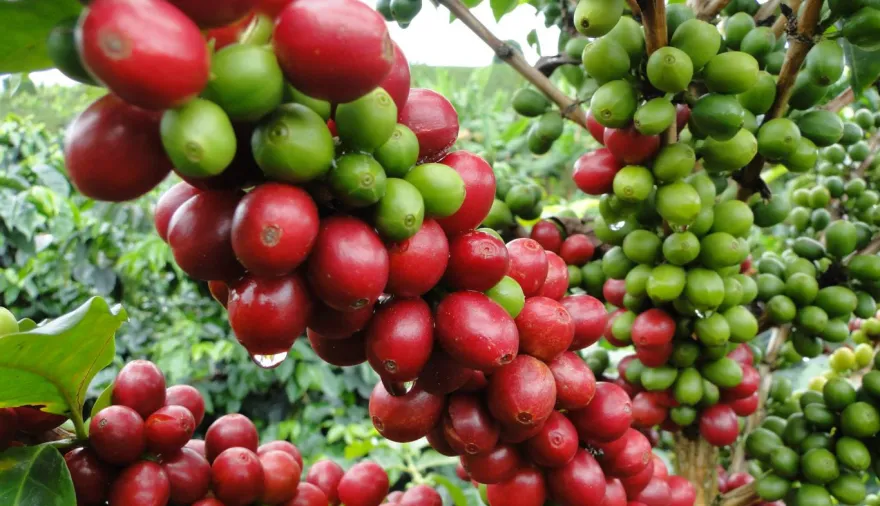 El robusta cayó 6,5% mientras el café colombiano cerró agosto al alza