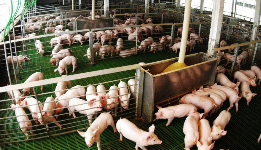 El cerdo argentino gana producción y mercados, pero las importaciones no aflojan