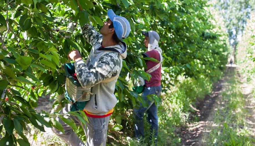 Trabajadores rurales: cuánto cobrarán con la nueva escala salarial hasta octubre