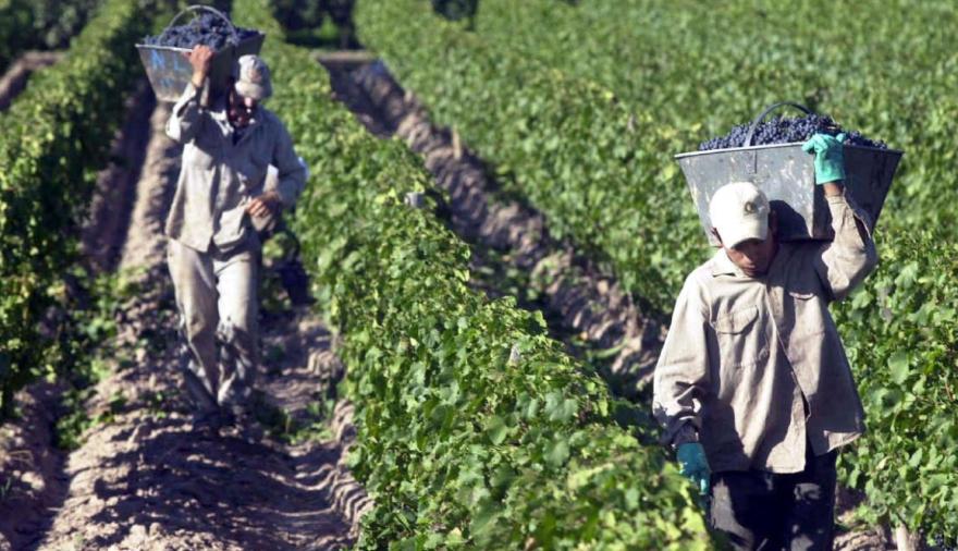 Paritaria vitivinícola: cuánto cobrarán los trabajadores de bodega y viña