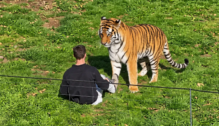 Alerta en Doncaster: evacuaron un zoológico tras un ataque fatal de un tigre