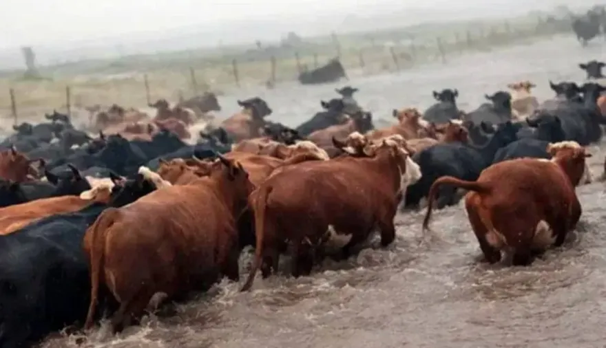 Tragedia en Santa Fe: murió un trabajador mientras sacaba hacienda de las inundaciones
