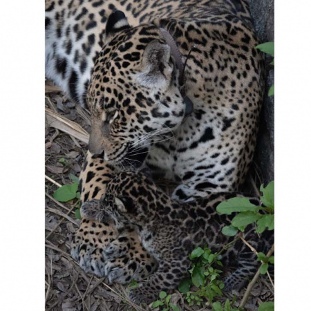 Presentan una cautelar para que la yaguareté del EcoParque y su cría sean llevadas a un hábitat semicontrolado