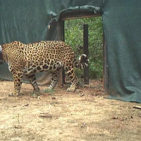 Liberan en El Impenetrable a una yaguareté silvestre proveniente del Iberá