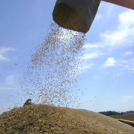 Exportaciones: en 2024, tres empresas concentraron el 39% de los despachos agroindustriales
